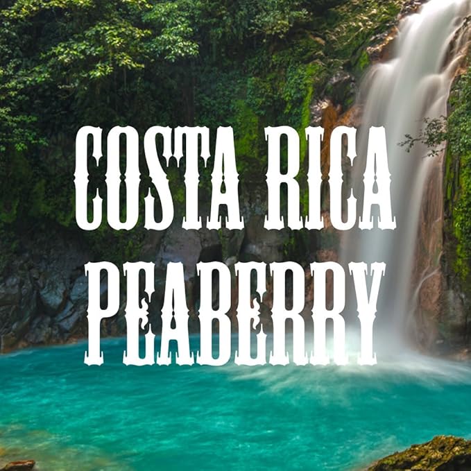 Costa Rica Peaberry Coffee Whole Bean Medium Roast Fresh Roasted 16-ounce