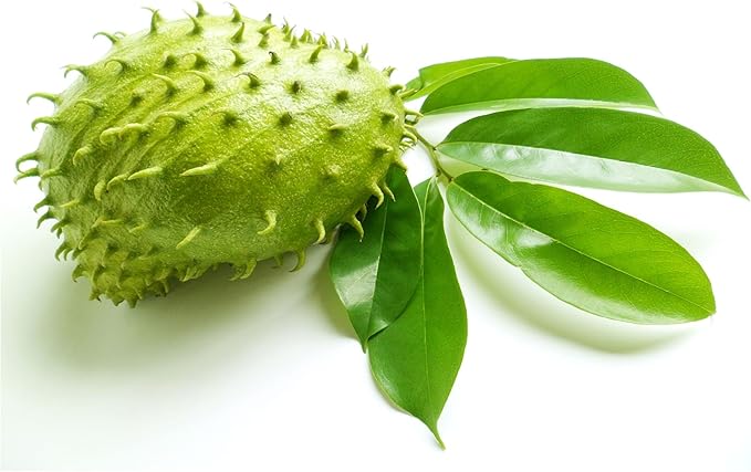 Soursop Leaves Hojas De Guanabana 1 oz x 3 Pack of Graviola Leaves for Tea - A Natural Caffeine - Free Bioavailable Superfood Rich in Powerful Antioxidants - in Zip Pouch