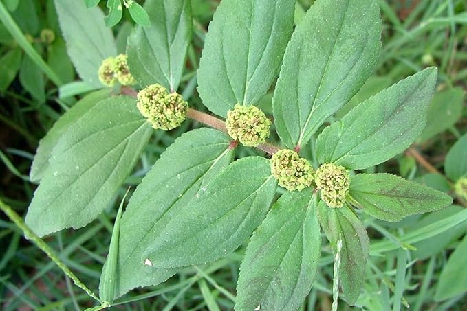 100g Euphorbia Hirta Asthma Plant Cut And Shifted - 100% Pure Natural Tea - Pure &amp Natural Asthma Plant Cultivated From Sri Lanka And Gluten Free- 100% Pure Premium Quality for Brewing Herbal Te
