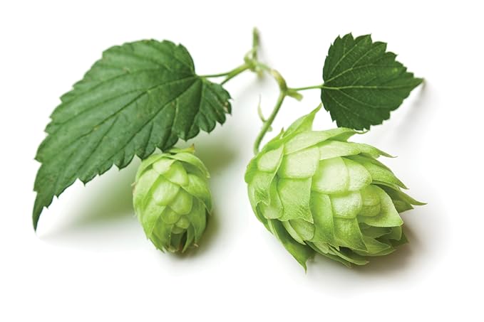 Hops Flowers - Dried Humulus lupulus Loose Tea from 100% Nature (8 oz)