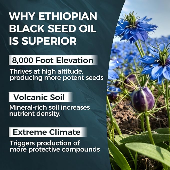 PURELYNUTRIENT Ethiopian Black Seed Oil Capsules with 4.64% Thymoquinone Immune Support &amp Digestion &amp Energy Booster Non-GMO Gluten-Free 60 Count