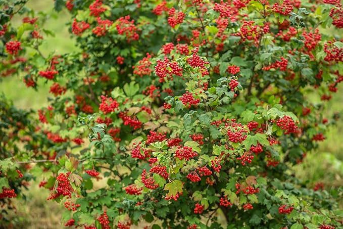 Health Embassy Cramp Bark | Viburnum opulus L | Herbal Tea (100g)