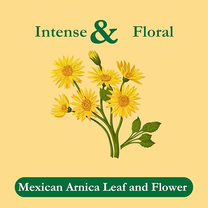 Tadin Mexican Arnica Tea Herbal Tea Caffeine Free 24 Tea Bags Per Box Pack of 6