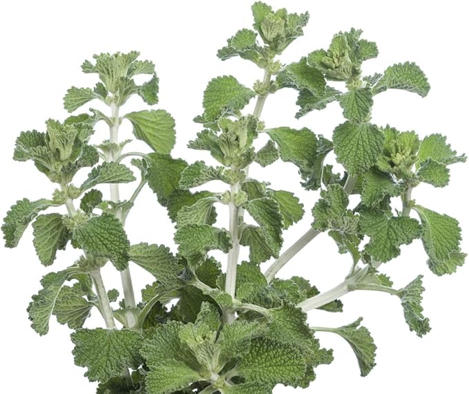 Health Embassy White Horehound Herb | Marrubium Vulgare L | Herbal Tea (100g)