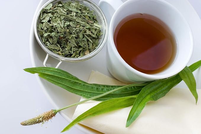 Health Embassy English Plantain Leaf | Plantago Lanceolata L | Herbal Tea (50g)