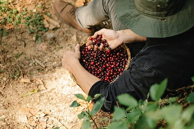 guatemala coffee - GUATEMALA GROUND COFFEE ORGANIC arabica dark roast low acidity fair trade - dark roast arabica coffee beans 2 Bags (24 Oz)