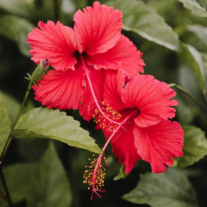 Hibiscus Tea Bags 100 Bags Total Caffeine-Free Hibiscus Sabdariffa Flowers Bursting With All-Natural Vitamins &amp Minerals in Pouch by Zokiva
