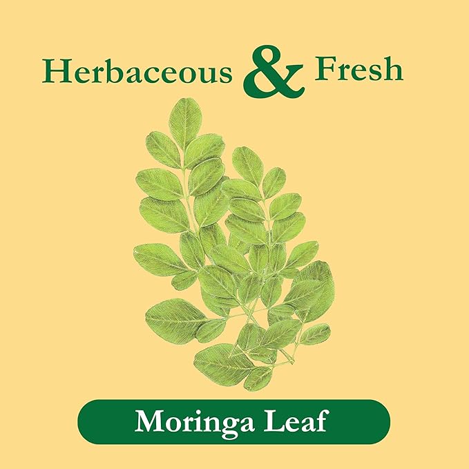 Tadin Moringa Herbal Tea Caffeine Free 24 Tea Bags Per Box Pack of 6 Boxes Total