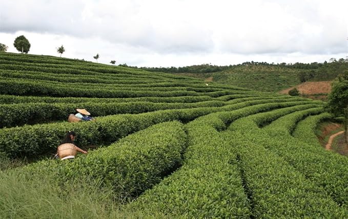 Luxtea Chinese Top10 Famous Tea - Yunnan Ripe Pu er / Aged Pu erh Tea / Puer Puerh Loose Leaf - Grade AA (High Grade)