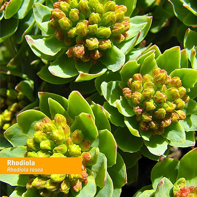 Herb Pharm Certified Organic Rhodiola Root Extract for Energy Endurance and Stamina Alcohol-Free Glycerite 1 Ounce