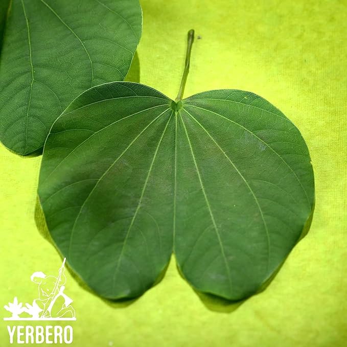 Yerbero - Te Herbal Pata De Vaca Bulk Sizes 8 oz (225gr) Herbal Tea (Cow's Foot Leaves - Bauhinia Forficata) Stand Up Resealable Bag Crafted By Nature100% All Natural Fresh Tea Tea non-GMO Gluten-Fr