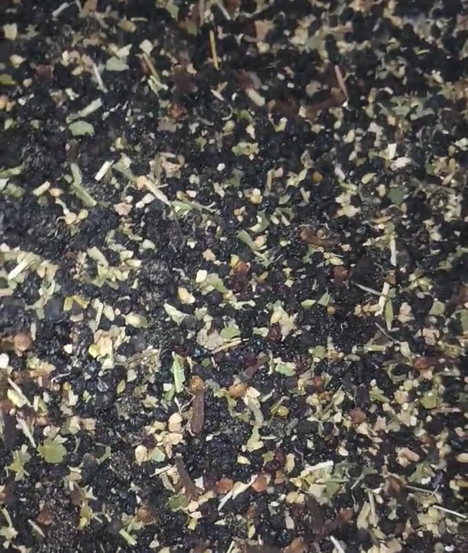 Emerald Boa Apothecary immune boosting Herbal Tea - Small 1 Count Caffeine Free Vegan Allergen Free