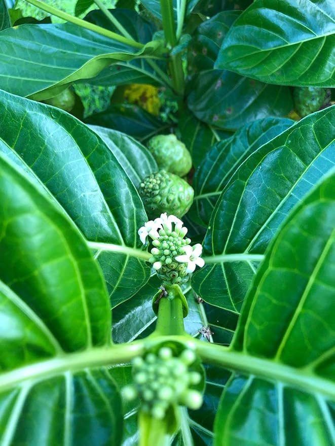 Wailua River Noni Juice (1)