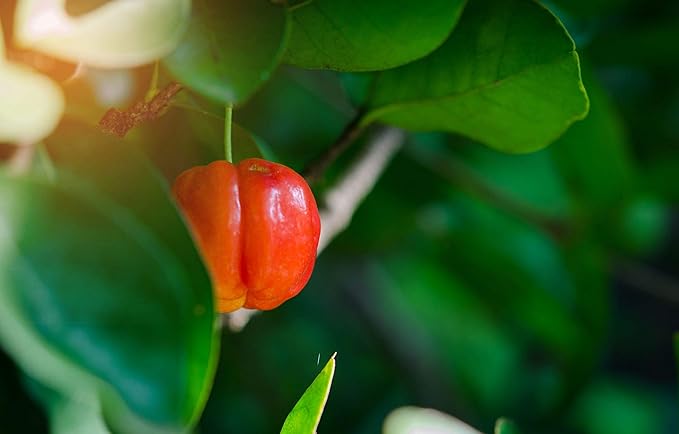 Food to Live Organic Freeze-Dried Acerola Cherry Powder 1 Pound – Non-GMO 100% Pure Kosher Raw Non-Irradiated No Additives Vegan Superfood Bulk Great for Juice Drinks and Smoothies Rich in