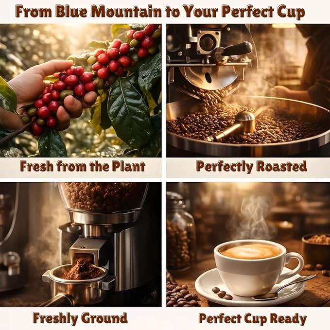 JamaicanCoffeeClub Blue Mountain Whole Bean Coffee WB 16oz 100% Jamaican Beans Premium Roast Bold Smooth Taste Freshly Packed Coffee from Jamaica Rich Aroma Gourmet Blend