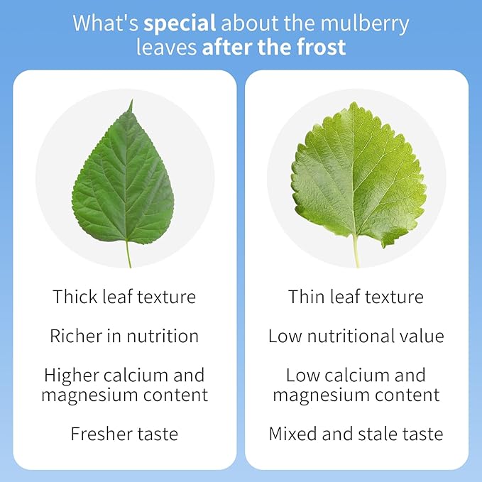 Wanhua Hall Mulberry Leaf Tea Mulberry Tea Loose Leaf 9.17oz/260g Fresh Taste Dried Sang Ye Loose Leaf Herbal Tea Caffeine Free 桑叶茶 桑叶 霜桑叶