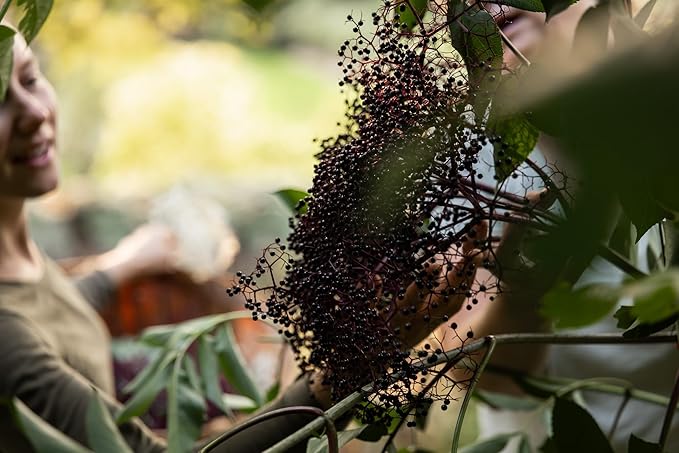 Organic Elderberry Juice 2X 9.3 fl. oz (New)