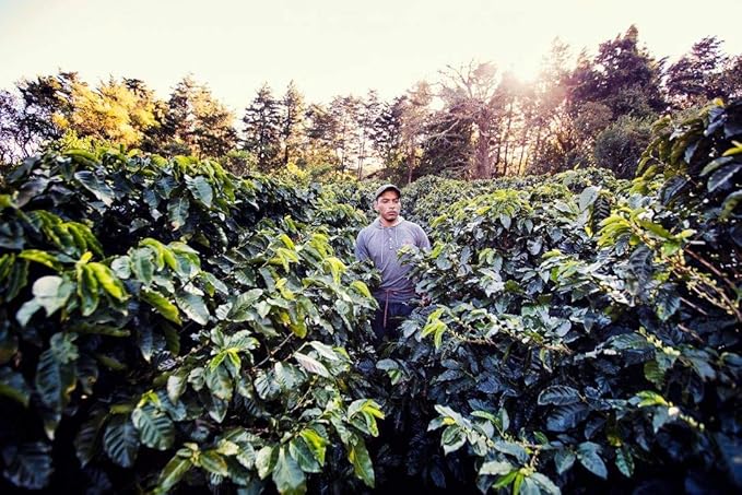 Cafe Monteverde Honey Process Coffee Whole Bean - Single Origin Costa Rica Arabica Coffee (1 LB)