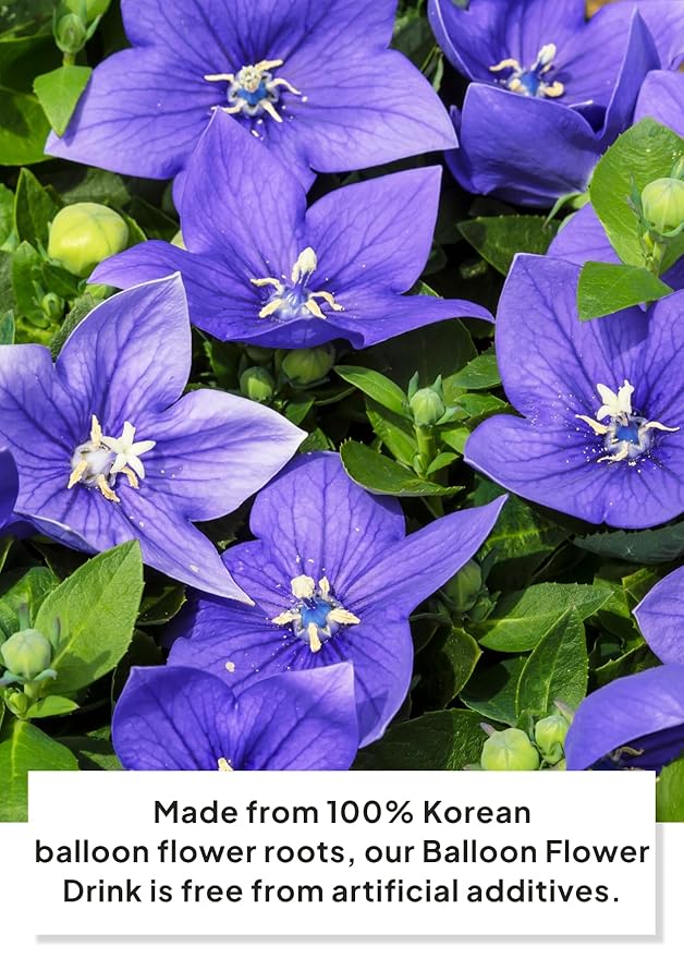 Korean Food ILSONGJUNG 100% Pure Balloon Flower Root Juice – Traditional Korean Herbal Drink No Added Sugar Naturally Sourced Wellness Beverage 2.37 FL OZ (70ml) x 30 Pack Made in Korea 도라지즙 도라지