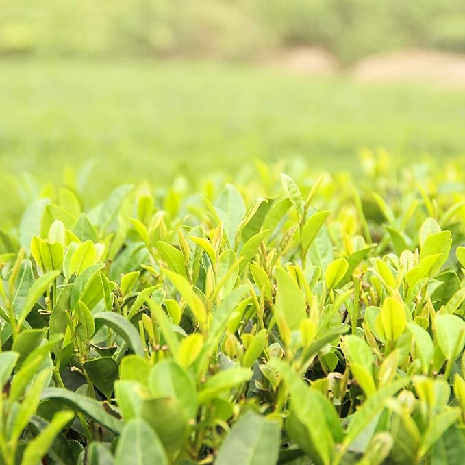 Long Jing/West Lake Dragon Well Chinese Top 10 Famous Tea – Grade AA