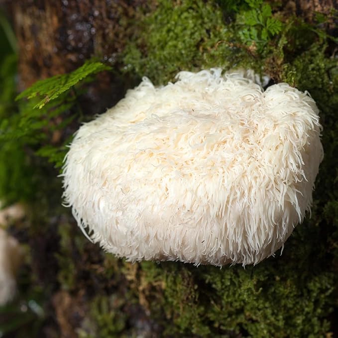 North Spore Organic Lion's Mane Mushroom Tincture (4 oz) | 100% Fruiting Body Extracts | for Focus Memory Brain Support | Certified Organic Vegan Non-GMO | Adaptogenic Nootropic | Made in USA