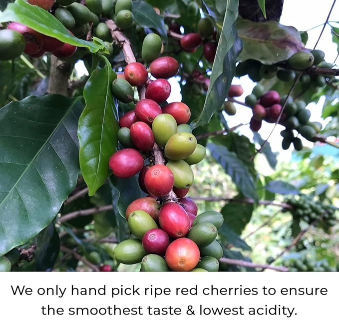 Julian Coffee - Ground Specialty Grade Single Origin Arabica Coffee From Puerto Rico. Low Acid. 12oz.