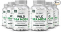 Organics Ocean Wild Sea Moss Capsules - 100% Organic Irish Sea Moss with Organic Chlorella Bladderwrack and Vitamin D for Energy Lung Health and Thyroid Support for Women and Men - 6 Bottles