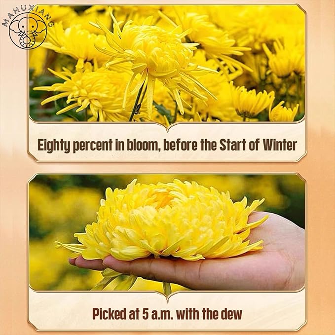 MAHUXIANG Golden Silk Chrysanthemum Tea Bags 100 Individual Tea Sachets – 1 Whole Flower Bud per Bag Caffeine-Free Herbal Tea Gluten-Free