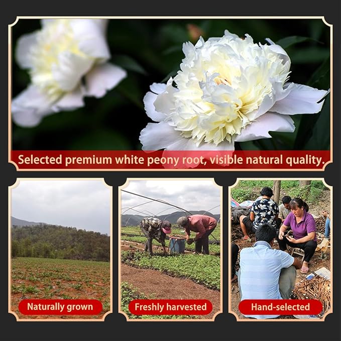 Hee Creek White Peony Root Large Slices for Tea 180g/6.35oz Bai Shao Freshly Harvested This Year Chinese Herbal Tea Bulk Clean Impurities Free No Sulfur No Additives 白芍 甄选白芍片