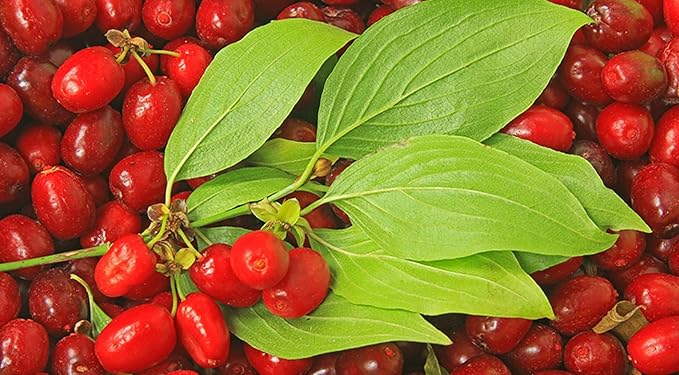 Organic Natural Pure Cornelian CherryCornus Fruit Pills Granule Ball - 12.34 Ounce (350g)