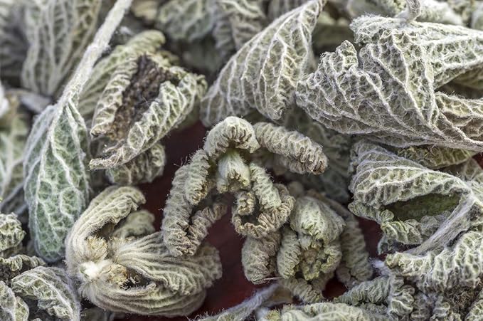 Health Embassy White Horehound Herb | Marrubium Vulgare L | Herbal Tea (50g)