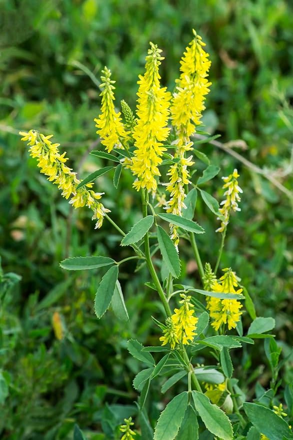 Health Embassy Meliot Sweet Clover Herb | Melilotus Officinalis L | Herbal Tea (100g)