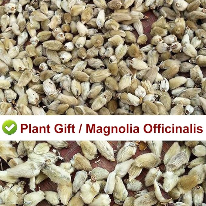 Plant Gift Chinese Medicine Herbal Tea dried magnolia flower flos 辛夷花 magnoliae Xin Yi Hua health skin care Flower Tea Herbs 80g/2.82oz