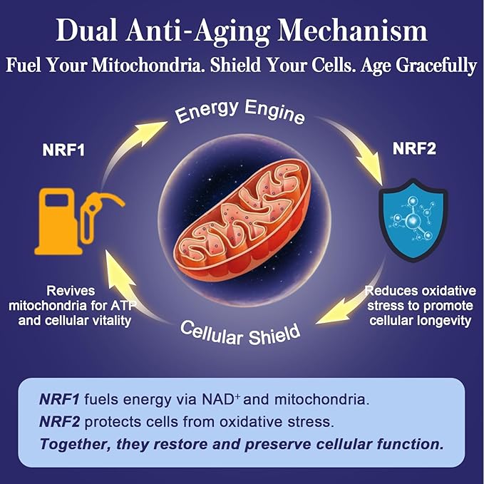 NRF1 &amp NRF2 Supplement 1500mg | Dual Activator with CoQ10 Curcumin Trans Resveratrol &amp Ashwagandha | Antioxidant for Oxidative Stress Wellness Aging &amp Cellular Energy | 60 Capsules (2 B