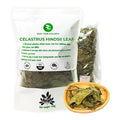 Celastrus Hindsii Leaf Tea - Re-Steep Pure Whole Leaves Vacuum Sealed - 4.23 oz Support HealthSystem Natural Herbal Tea No Sugar No Additives