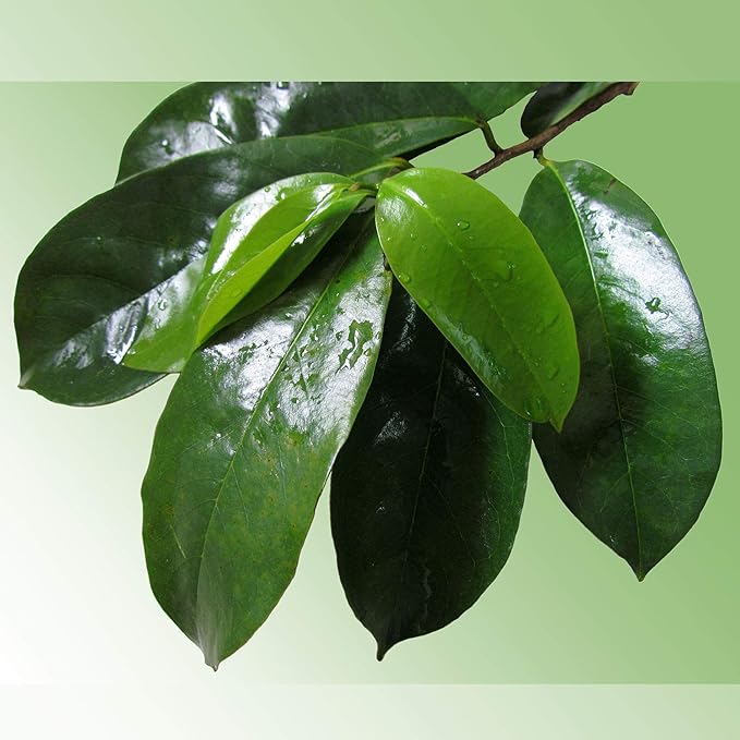 Soursop Leaves Hojas De Guanabana 1 oz x 3 Pack of Graviola Leaves for Tea - A Natural Caffeine - Free Bioavailable Superfood Rich in Powerful Antioxidants - in Zip Pouch