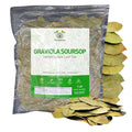 Herbalista - Premium Whole Dried Graviola Soursop Leaf 16oz (1 lb | 1400+ Leaves) | 100% Natural Guanabana Tea | Fresh Wildcrafted and Authentic | Makes 120+ Cups of Delicious Tea