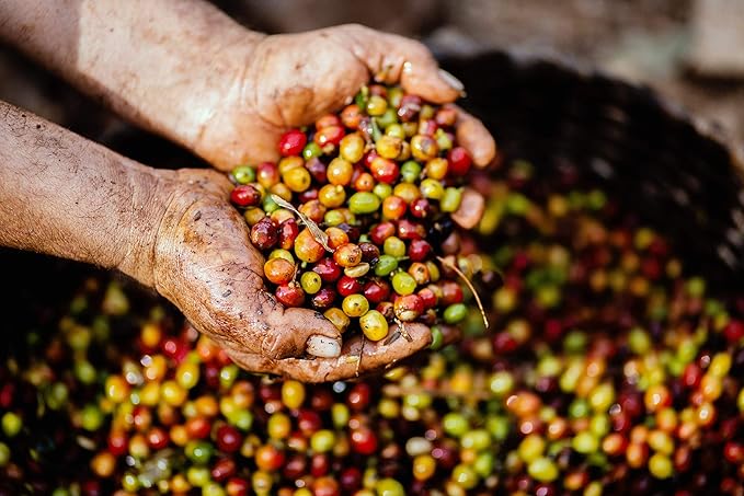 Jamaican Blue Mountain Coffee - 1 Pound - Medium Roast