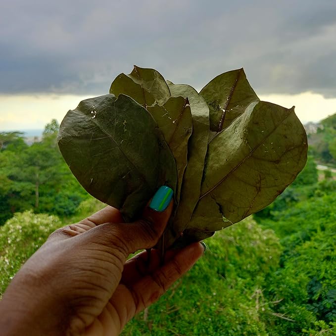 Jamaican Soursop Leaves (Annona muricata) 1 oz Organic Dried Guanabana Graviola Loose Leaf Tea Origin: Jamaica