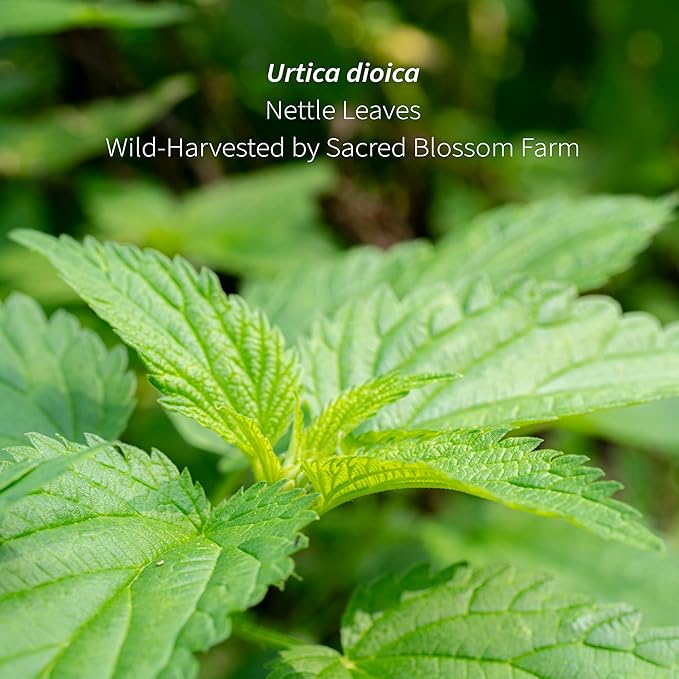 Wild-Harvested Wisconsin Nettle Leaf (Urtica dioica) | Whole Loose Leaf Botanical | 5.5 oz | 77 Servings | Sacred Blossom Farm | Single Source