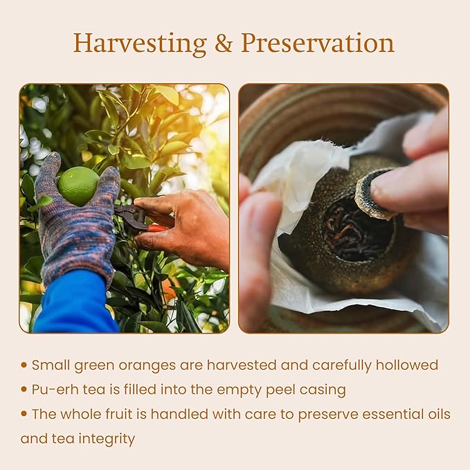 ANNHI TEA Mandarin Pearl Puerh - 6 Whole Dried Citrus Pieces Premium Fermented Puerh Tea with Mandarin Peel Smooth Earthy &amp Sweet Aroma Natural Vietnamese Detox Tea Pack