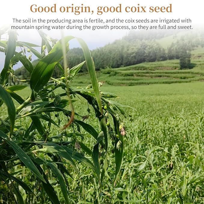 Wanhua Hall Job's Tears Grain Coix Seed Jobs Tears Seeds 18oz/500g Natural Pearl Barley Coix Rice No addition No Sugar薏米 薏仁 薏仁米