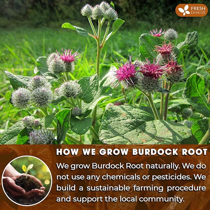 FreshDrinkUS Premium 135 Burdock Root Tea Bags 100% Natural &amp Pure. Made with Natural Material Tea Bags. No Sugar No Caffeine No Gluten Vegan.