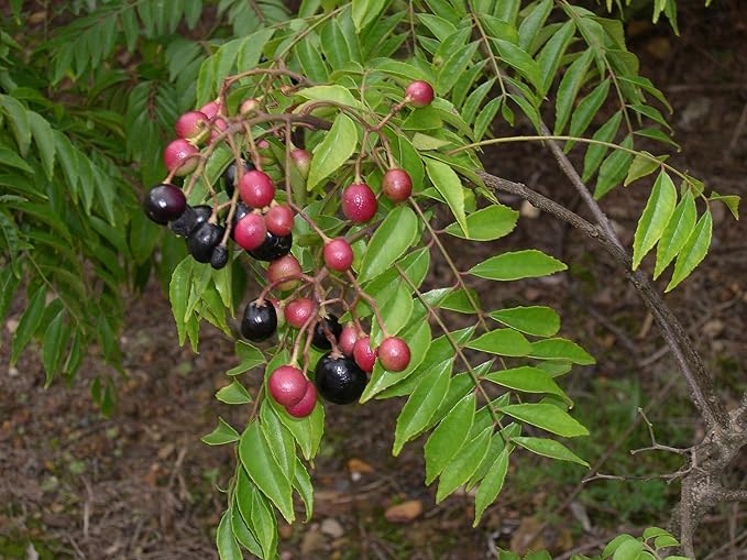 Curry Leaf Plant. Live Plant. Fragrant Beautiful Edible. Easy Grow. Indian Cooking Must Have. Murraya Koenigii. (1 Cup)