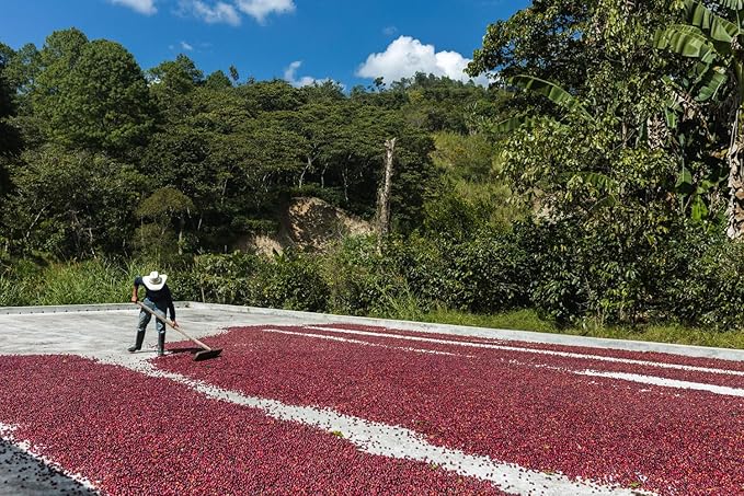Honduras Arabica - Brown Sugar Maje - Tropical Fruit Caramel | Single Origin | Honey Process | Medium Roast | 12 oz Whole Bean | Galeano Coffee