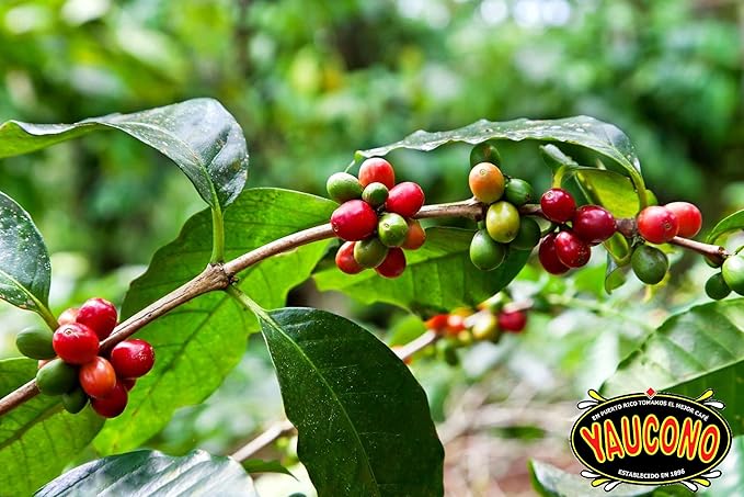 Yaucono Whole Bean Coffee in Bag Medium Roast Fresh From Puerto Rico 2 Pound (Pack of 1)