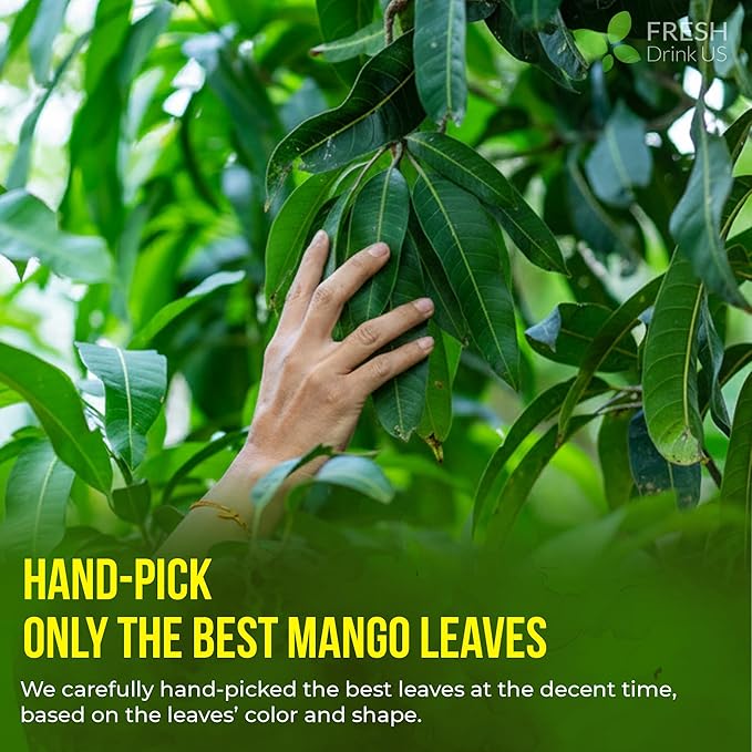 FreshDrinkUS Premium 100 Mango Leaf Tea Bags Hojas de Mango secas 100% Natural &amp Pure Loose Leaf Herbal Tea. Non GMO No Sugar No Caffeine No Gluten Vegan