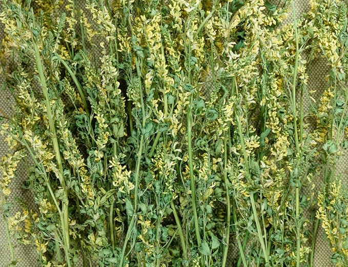 Health Embassy Meliot Sweet Clover Herb | Melilotus Officinalis L | Herbal Tea (100g)