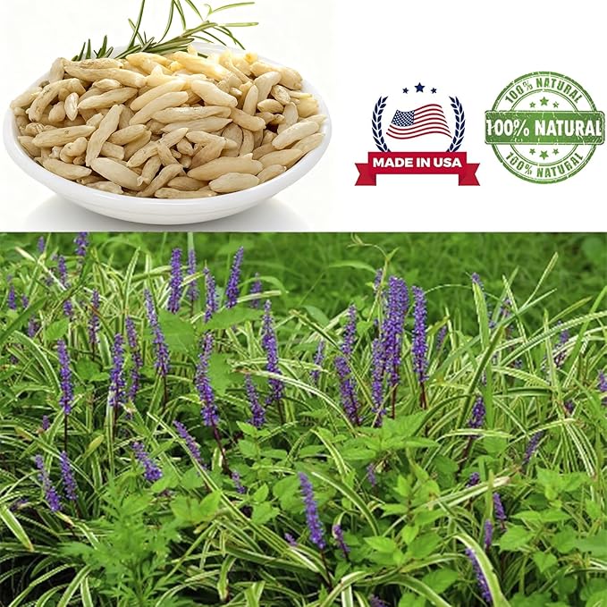 1 Pound Premium Ophiopogon for Tea Chinese Herb Ophiopogon Japonicus Nourishing Yin and nourishing lungs 麦冬 麦冬粒 16OZ/bag
