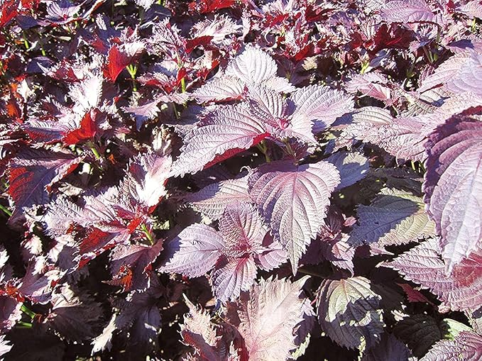 Japanese Herbal Shiso Tea - 2 Packs (10 Tea bags x 2)